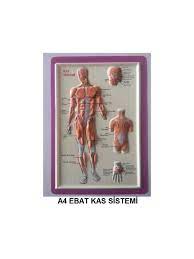  VİVA ANATOMİ LEVHASI KAS SİSTEMİ KABARTMALI A4 | GENEL | 8682076303050 | 