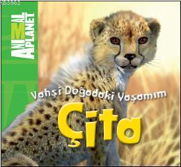 Vahşi Doğadaki Yaşamım - Çita